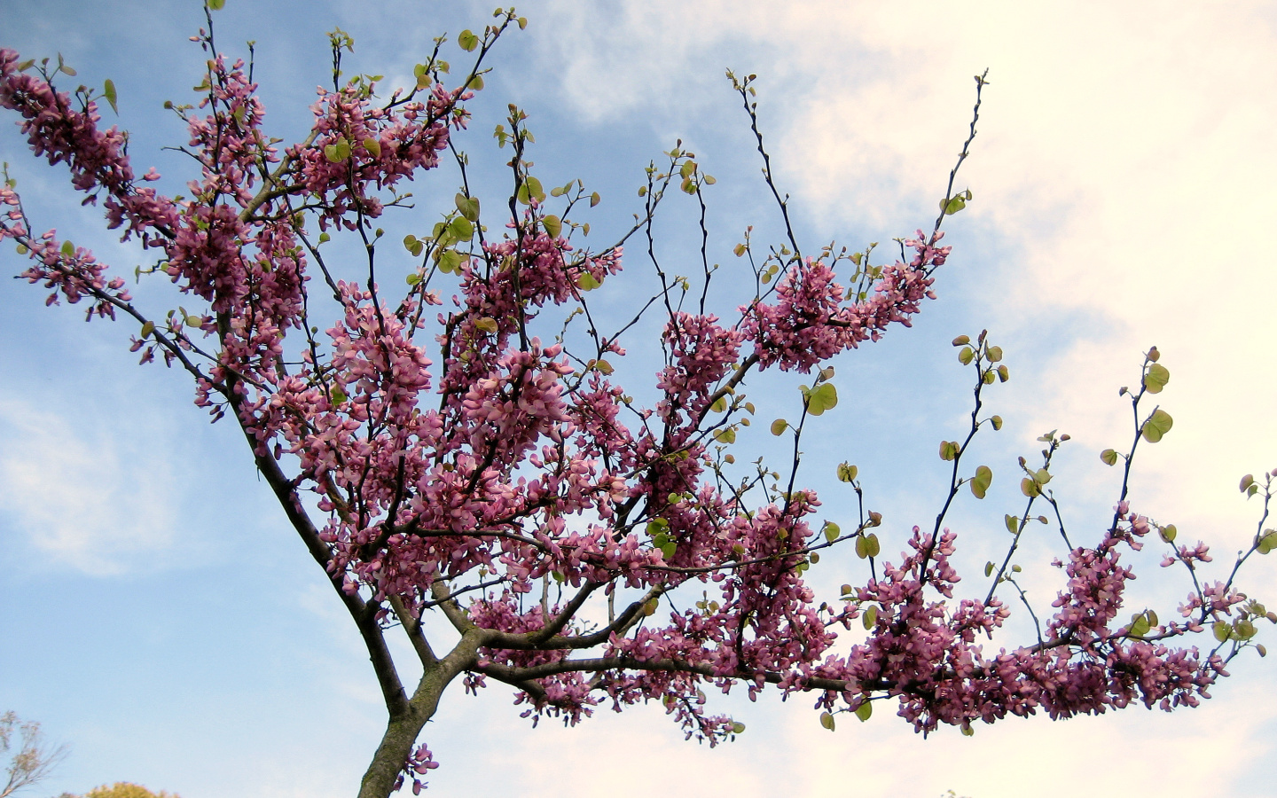 Wallpapers Nature Flowers JEUNE ARBRE DE JUDEE EN FLEURS