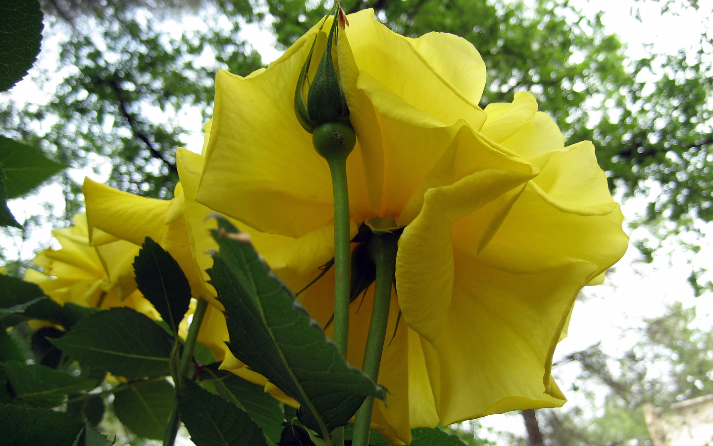 Fonds d'cran Nature Fleurs SOUS LA ROSE