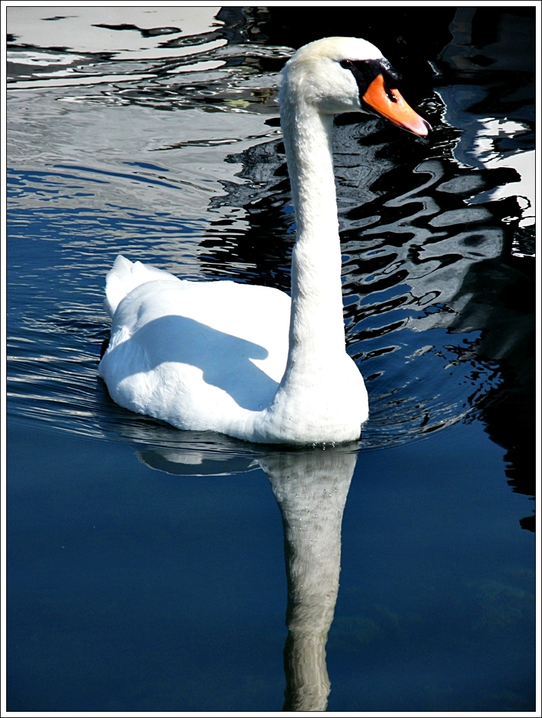 Wallpapers Animals Birds - Swans 