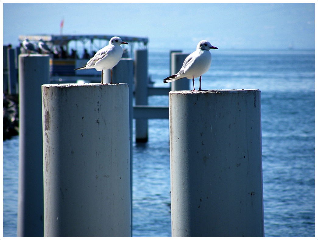 Fonds d'cran Animaux Oiseaux - Mouettes et Golands 