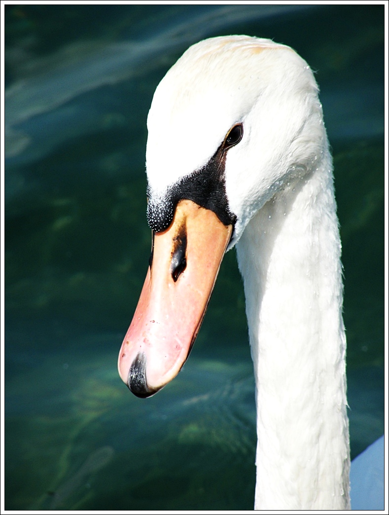 Wallpapers Animals Birds - Swans 