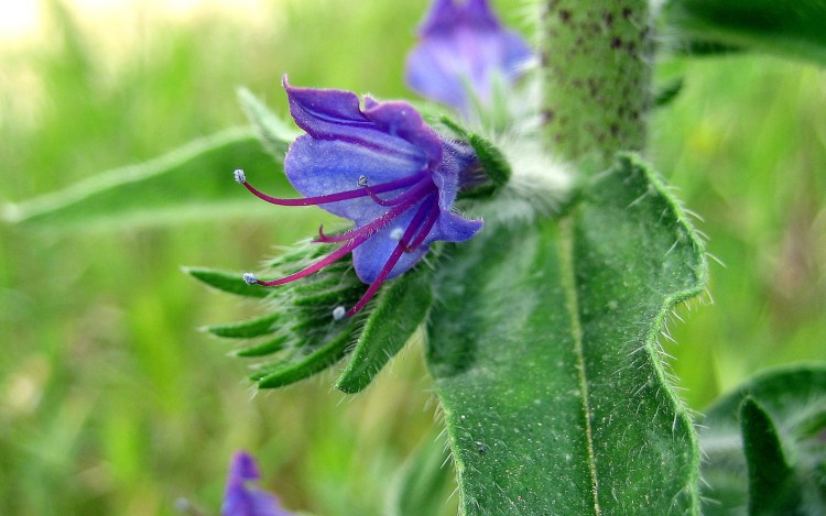 Fonds d'cran Nature Fleurs au printemps