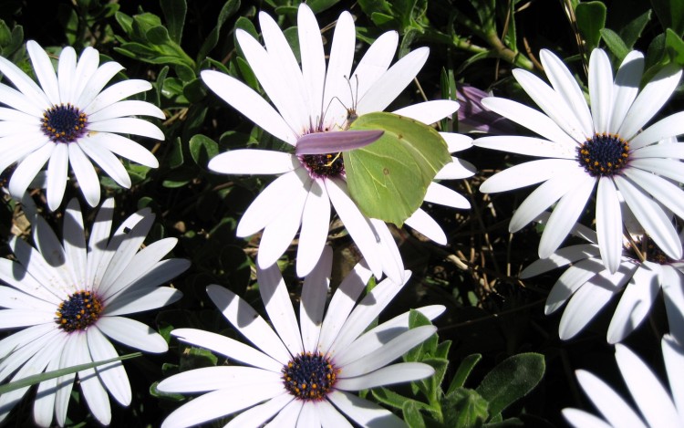 Fonds d'cran Nature Fleurs papillon 