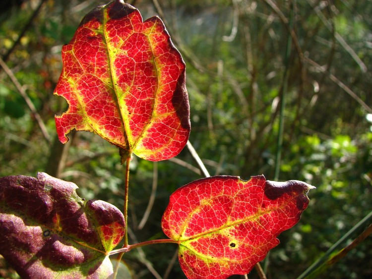 Fonds d'cran Nature Feuilles - Feuillages Sous bois 