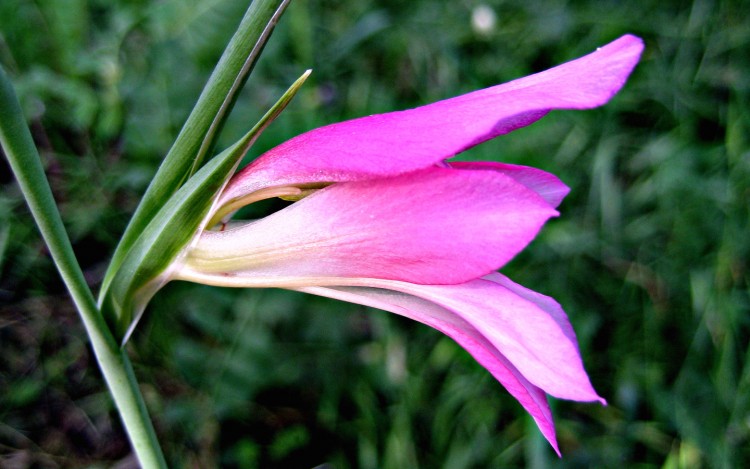 Fonds d'cran Nature Fleurs FLEUR DE GLAIEUL SAUVAGE