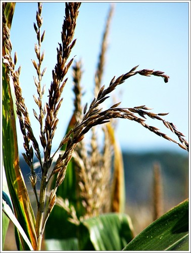 Fonds d'cran Nature Champs - Prairies Mas