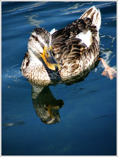 Fonds d'cran Animaux Oiseaux - Canards Wallpaper N253790