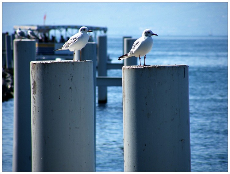 Fonds d'cran Animaux Oiseaux - Mouettes et Golands Wallpaper N253757