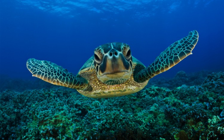 Wallpapers Animals Turtles Tortues de mer