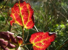 Fonds d'cran Nature Sous bois 