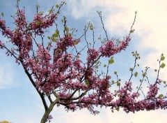 Wallpapers Nature JEUNE ARBRE DE JUDEE EN FLEURS