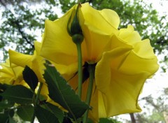 Fonds d'cran Nature SOUS LA ROSE