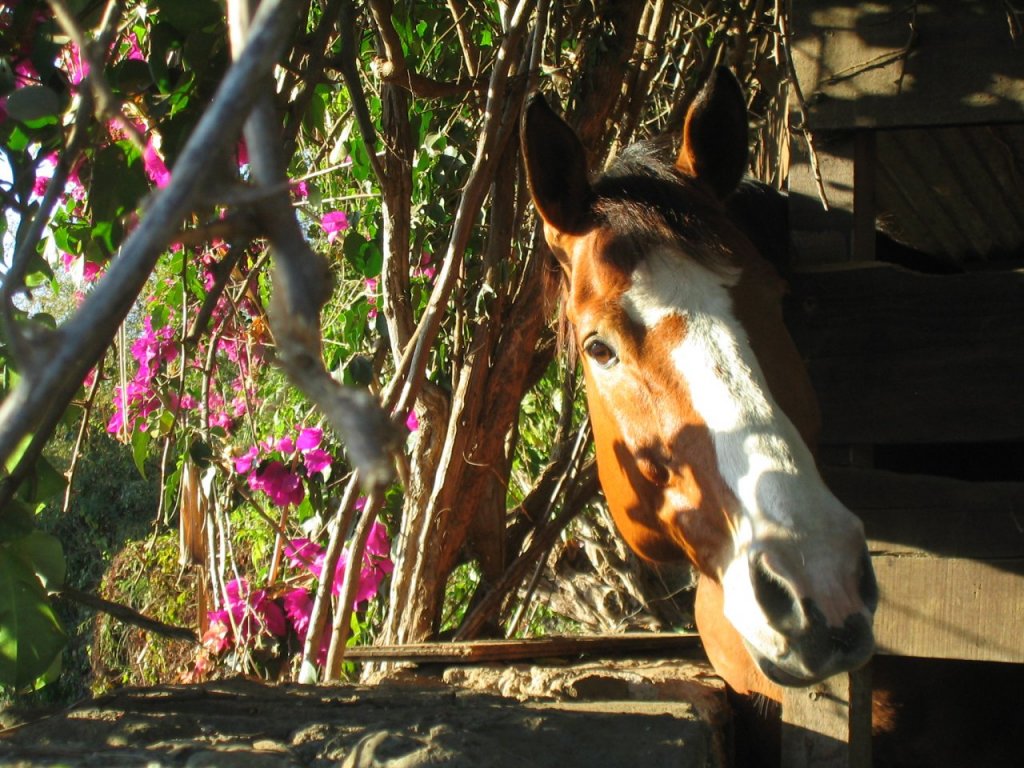 Fonds d'cran Animaux Chevaux Monsieur Curieux