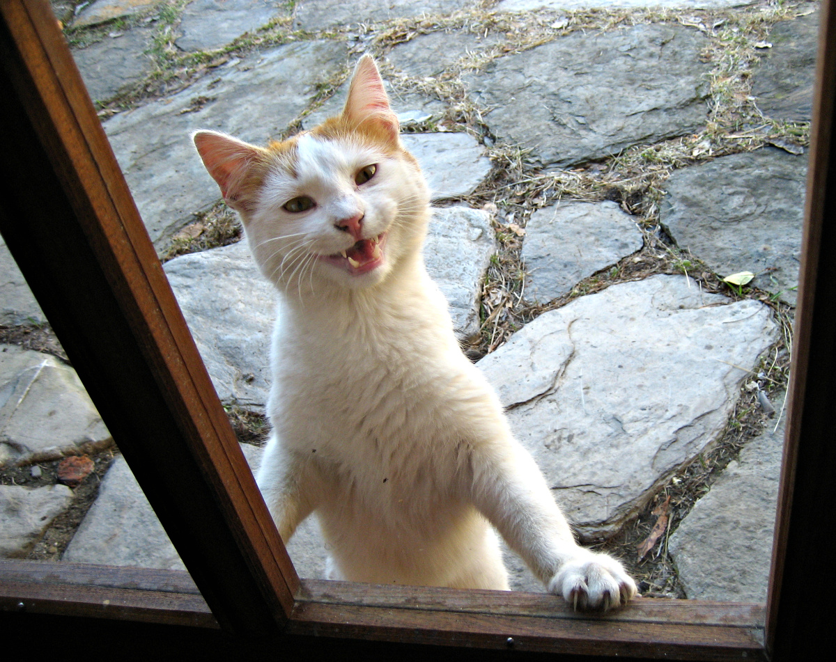 Fonds d'cran Animaux Chats - Chatons c'est l 'heure du repas 