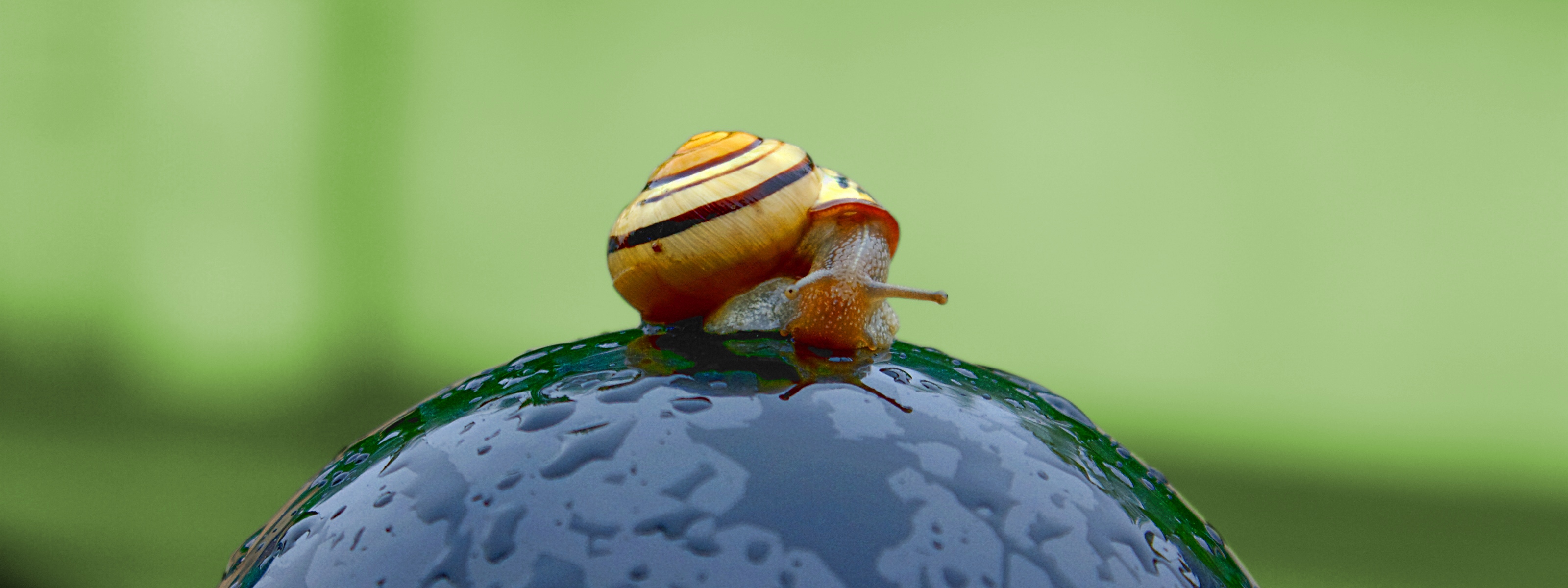 Fonds d'cran Animaux Escargots - Limaces Regarde-moi bien en face