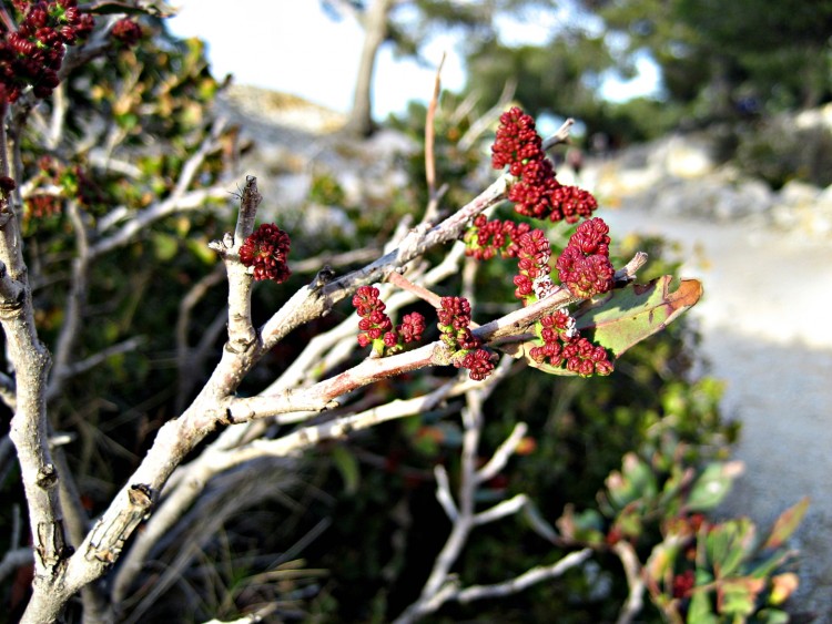 Fonds d'cran Nature Fleurs FLORE DES CALANQUES