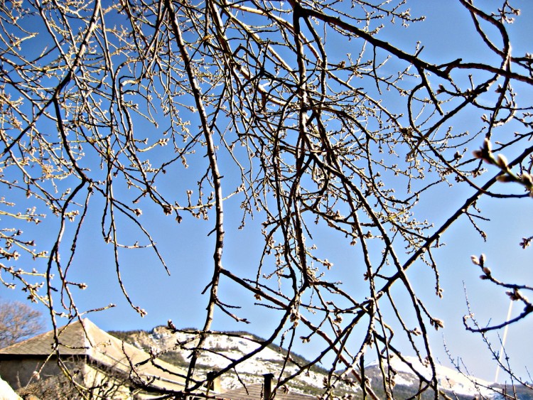 Fonds d'cran Nature Bourgeons BOURGEONS DE PRINTEMPS