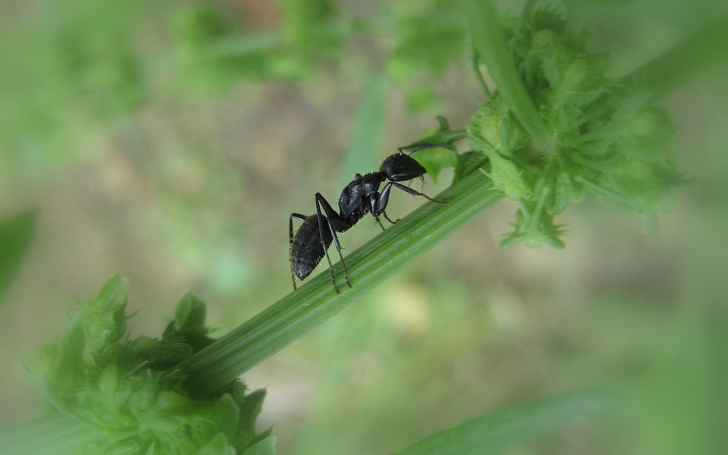 Fonds d'cran Animaux Insectes - Fourmis FOURMI