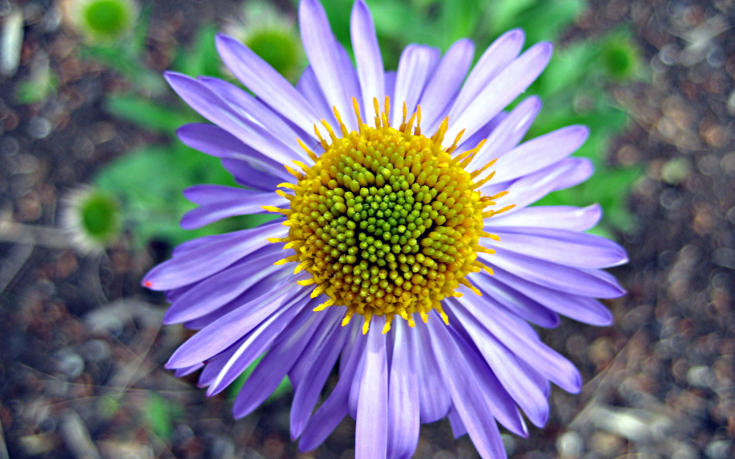 Fonds d'cran Nature Fleurs COEUR DE FLEUR