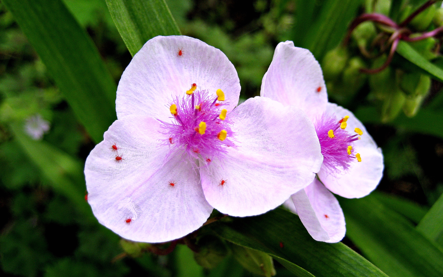 Fonds d'cran Nature Fleurs QUE DE MONDE !!!.