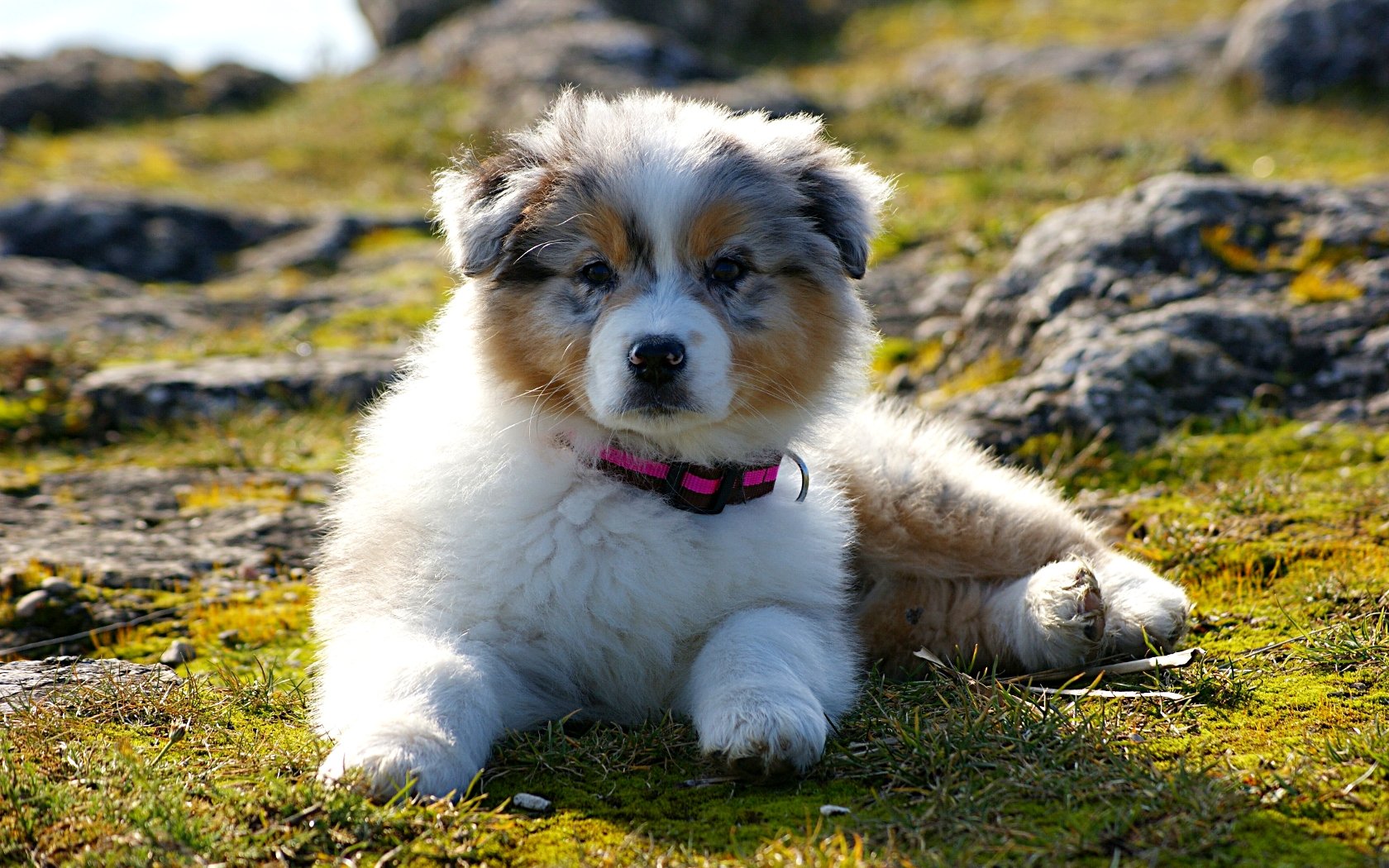 Fonds d'cran Animaux Chiens Mon Berger Australien