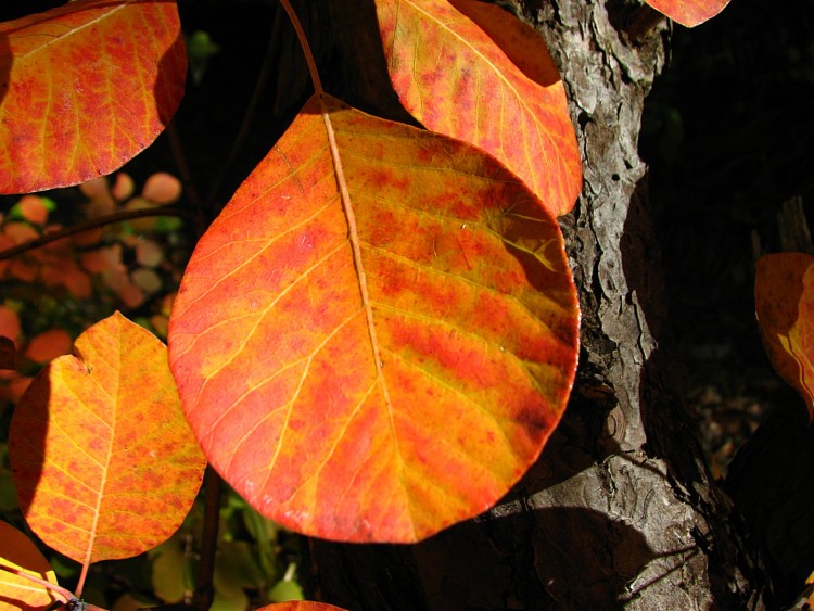 Fonds d'cran Nature Feuilles - Feuillages Sous bois