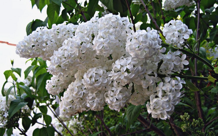 Wallpapers Nature Flowers BLANC LILAS