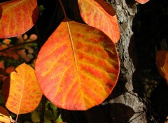 Fonds d'cran Nature Sous bois