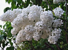 Wallpapers Nature BLANC LILAS