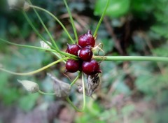 Wallpapers Nature FRUITS DE ???