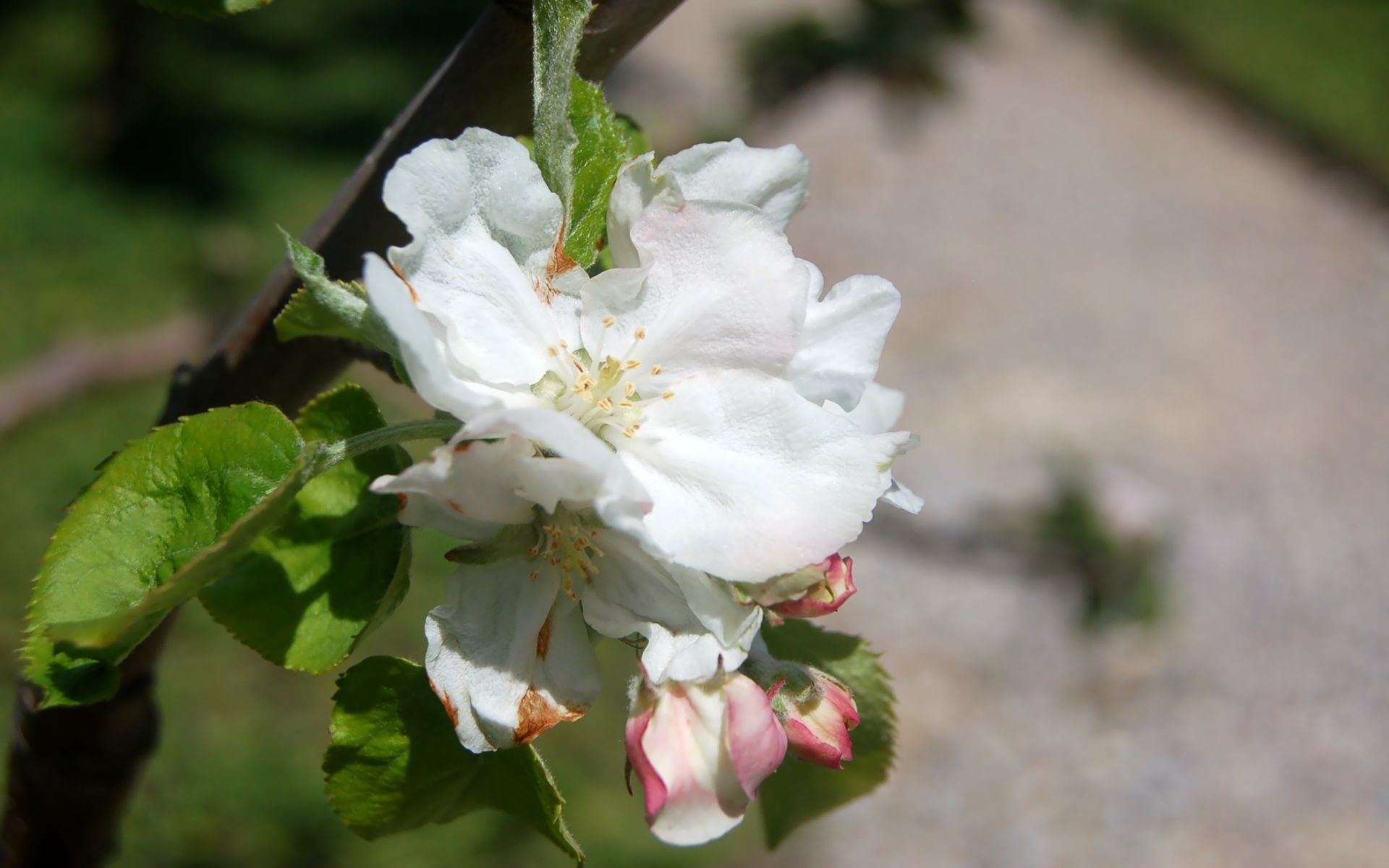 Wallpapers Nature Flowers Eglantine