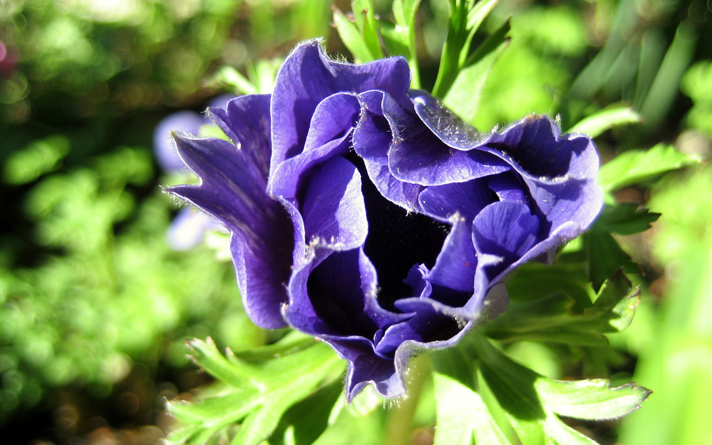 Wallpapers Nature Flowers anemone bleu en ouverture