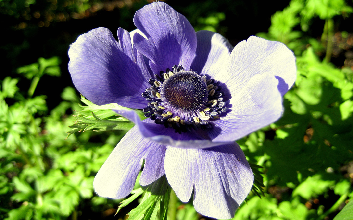 Fonds d'cran Nature Fleurs anemone bleu