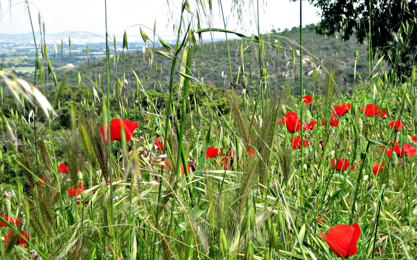 Wallpapers Nature Flowers champs de printemps