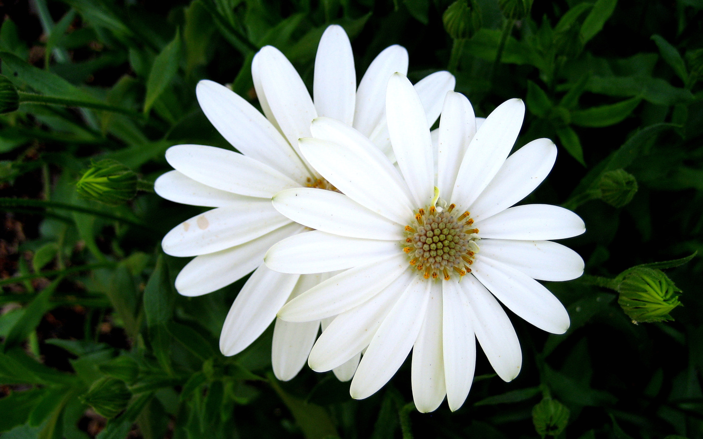 Fonds d'cran Nature Fleurs printemps en blanc