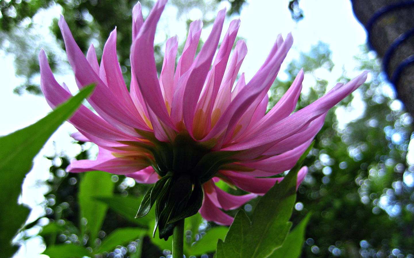 Fonds d'cran Nature Fleurs sous la fleur