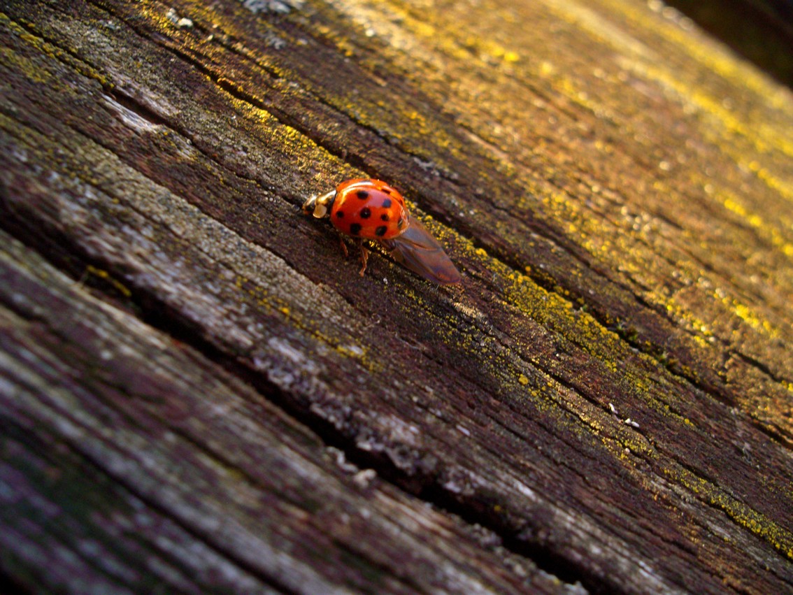 Wallpapers Animals Insects - Ladybugs 