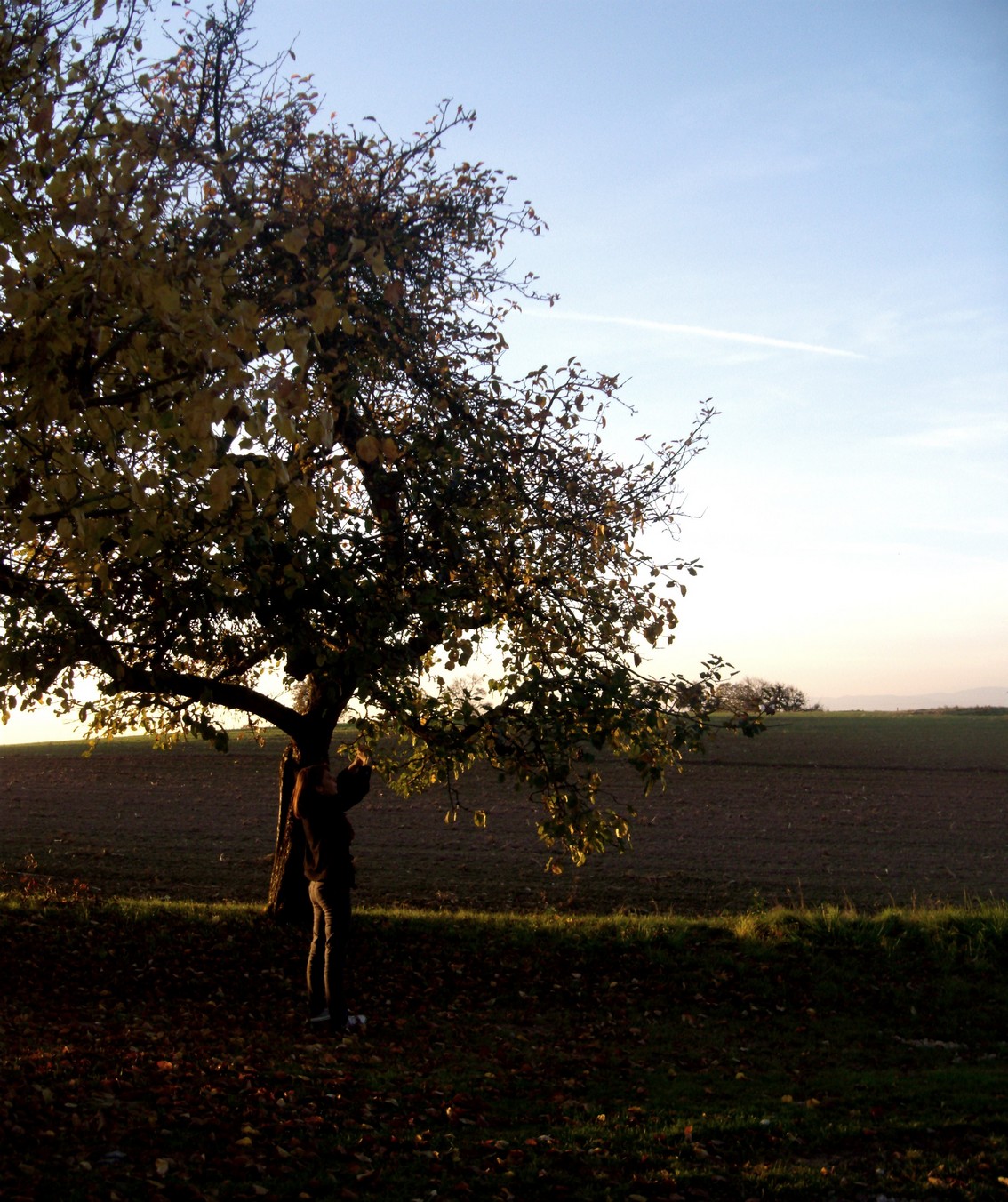 Fonds d'cran Nature Arbres - Forts 