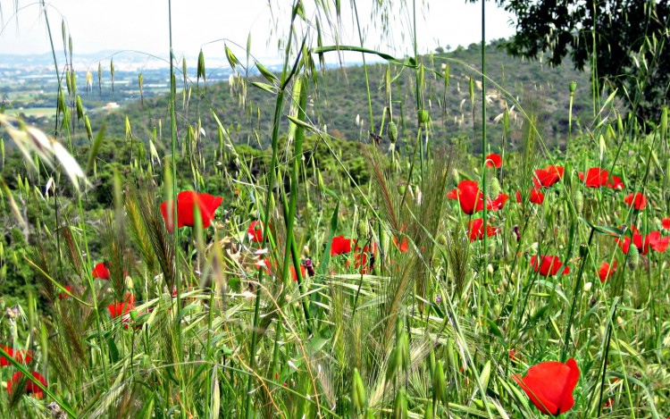 Wallpapers Nature Flowers champs de printemps