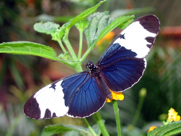 Wallpapers Animals Insects - Butterflies Papillon de lumire