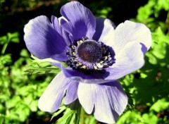 Fonds d'cran Nature anemone bleu