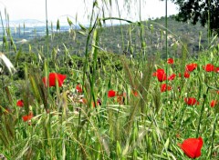 Wallpapers Nature champs de printemps