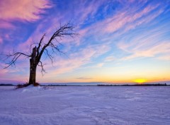 Fonds d'cran Nature Vielle arbre