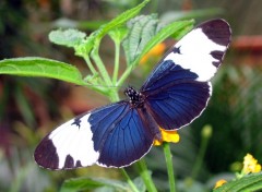 Fonds d'cran Animaux Papillon de lumire