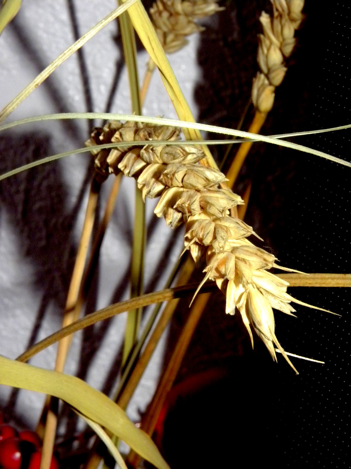 Fonds d'cran Nature Plantes - Arbustes 