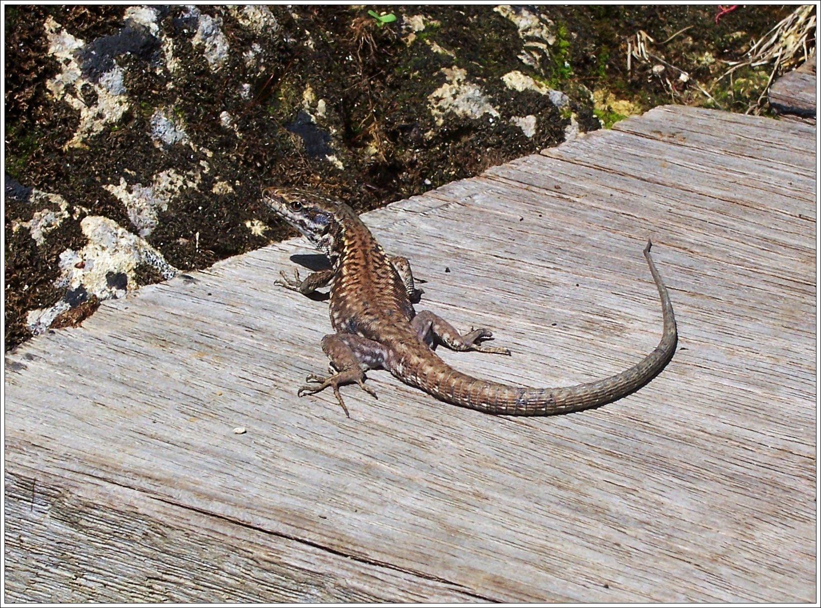 Fonds d'cran Animaux Lzards - Iguanes 