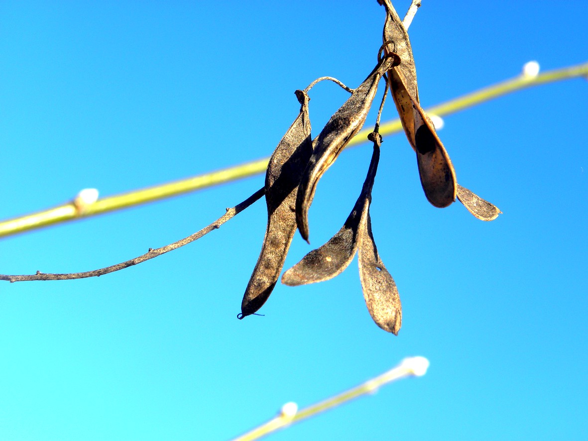 Wallpapers Nature Fruits 