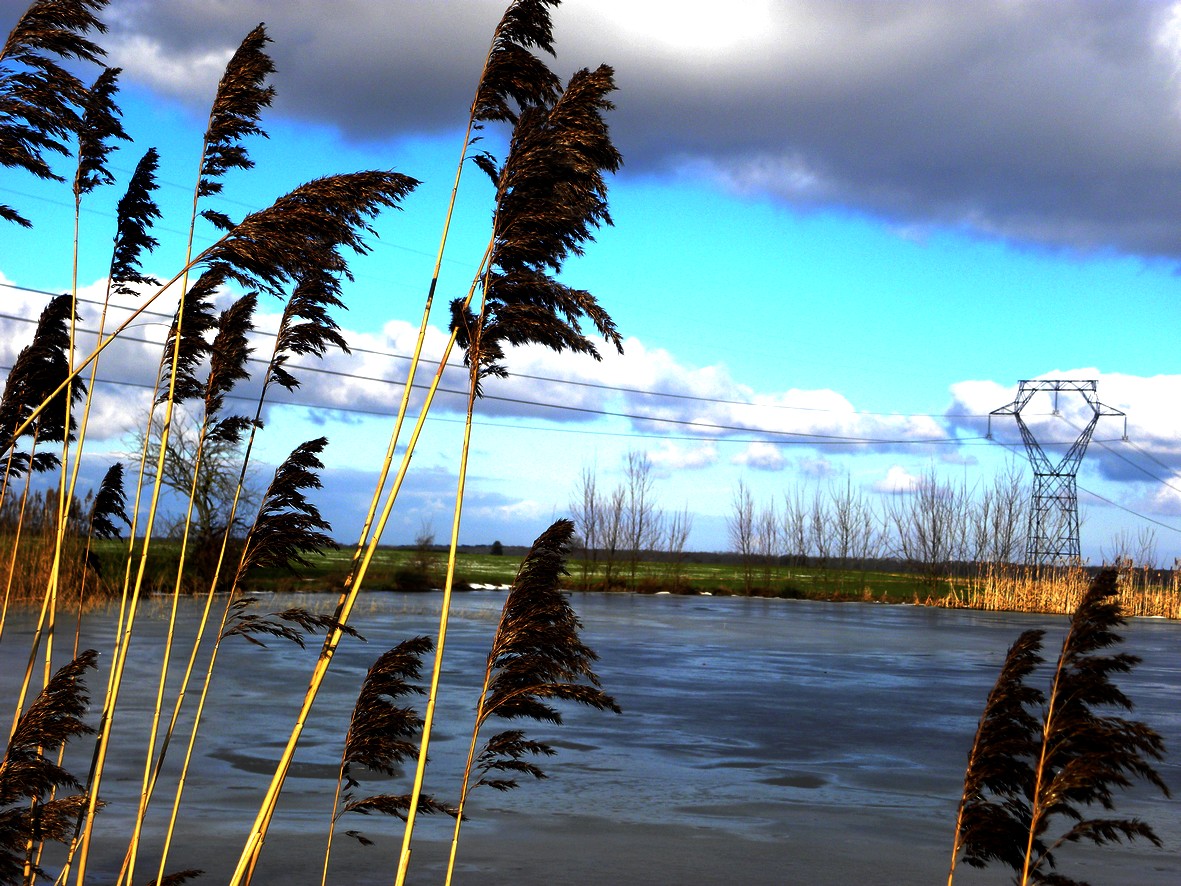 Fonds d'cran Nature Plantes - Arbustes 