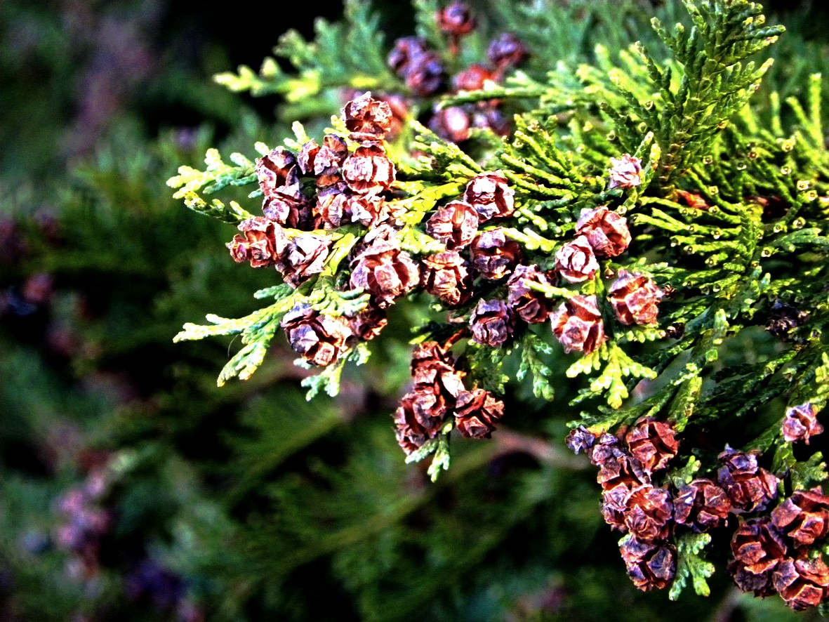 Fonds d'cran Nature Feuilles - Feuillages 