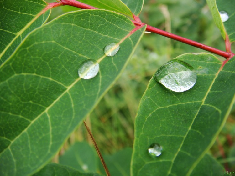 Fonds d'cran Nature Feuilles - Feuillages Goutte d'eau